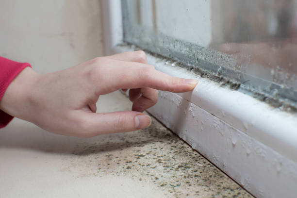 Morton, MS Mold Removal Pros