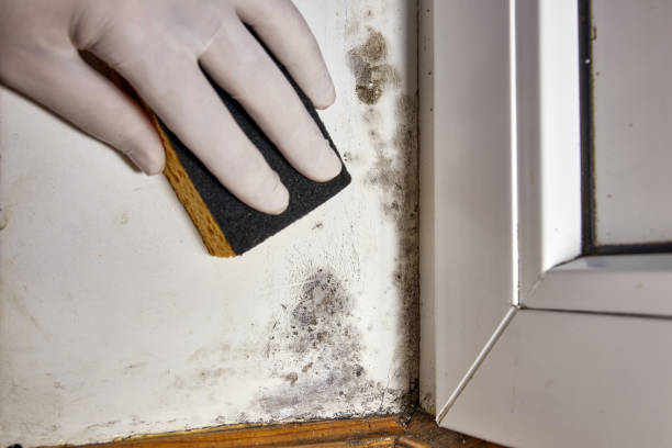 Best HVAC Mold Inspection and Cleaning  in Morton, MS